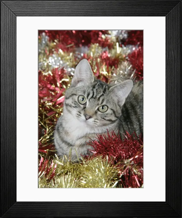 Framed Print : Cat - Tabby in Christmas tinsel