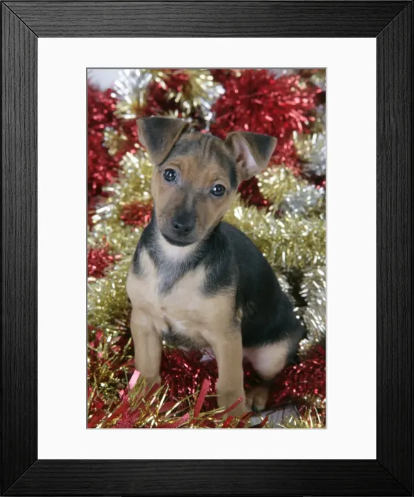 Framed Print : Dog - Chihuahua cross Dachshund - 7 week old puppy in Christmas tinsel Framed Print : Dog - Chihuahua cross Dachshund - 7 week old puppy in Christmas tinsel