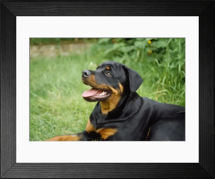 Framed Print : Rottweiler Dog Framed Print : Rottweiler Dog