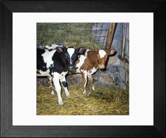 Framed Print : Friesian / Ayrshire Cattle - calves Framed Print : Friesian / Ayrshire Cattle - calves
