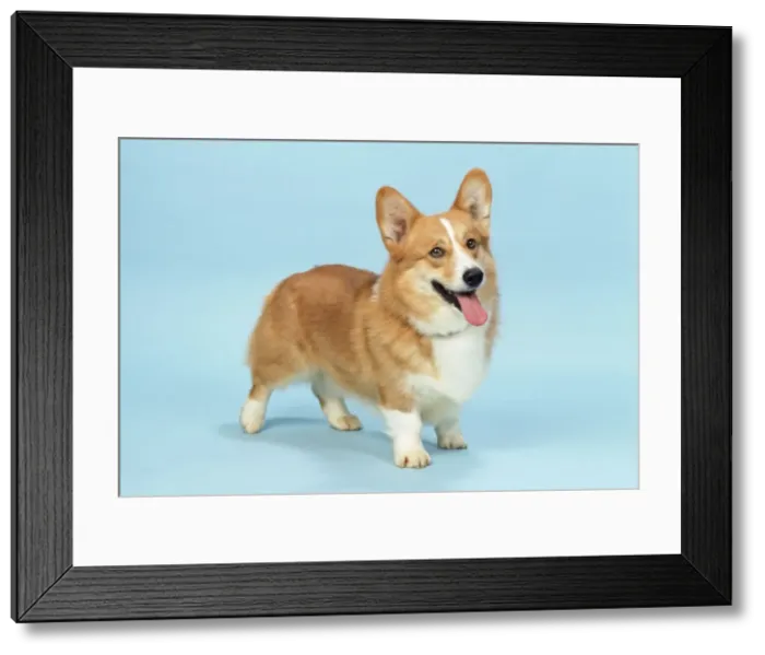 Framed Print : Welsh Corgi Dog - (Pembroke) Framed Print : Welsh Corgi Dog - (Pembroke)