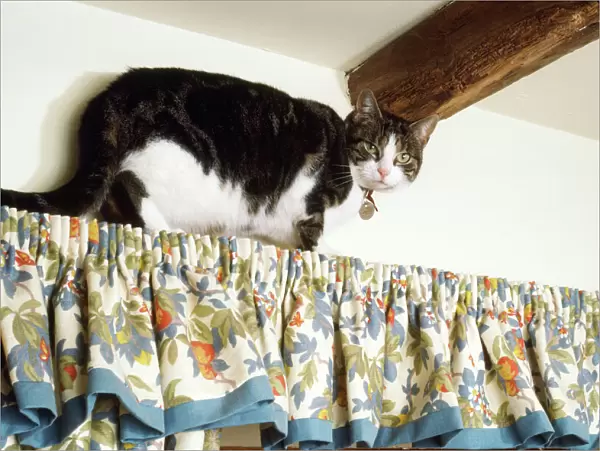 Cat - climbing