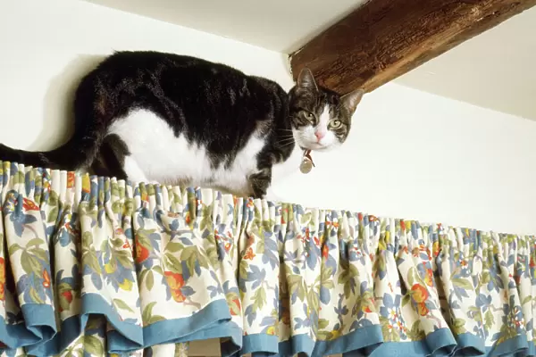 Cat - climbing