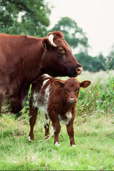 Shorthorn Cattle - cow & calf