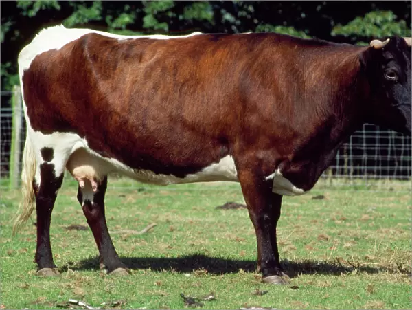Gloucester Cattle - female