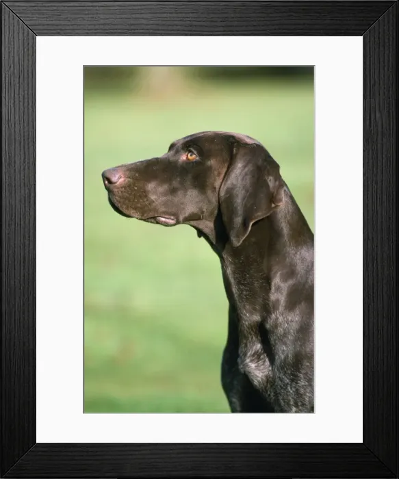 Framed Print : German Shorthaired Pointer Dog Framed Print : German Shorthaired Pointer Dog