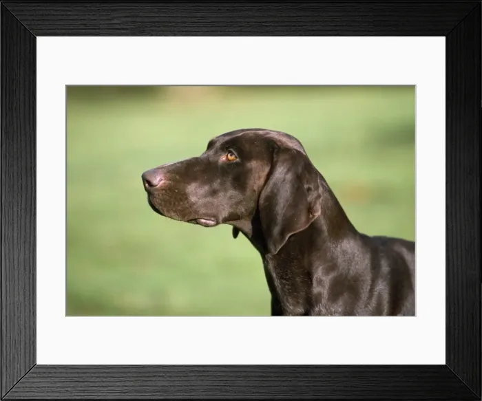 Framed Print : German Short-haired Pointer Dog