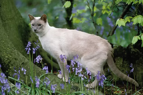 Siamese Cat - Liliac