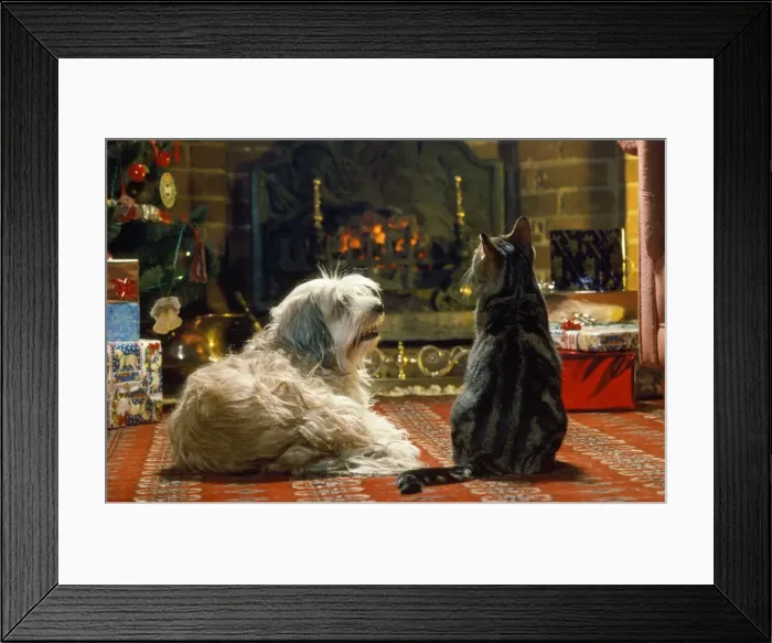 Framed Print : Dog & Cat - in front of fire at Christmas Framed Print : Dog & Cat - in front of fire at Christmas