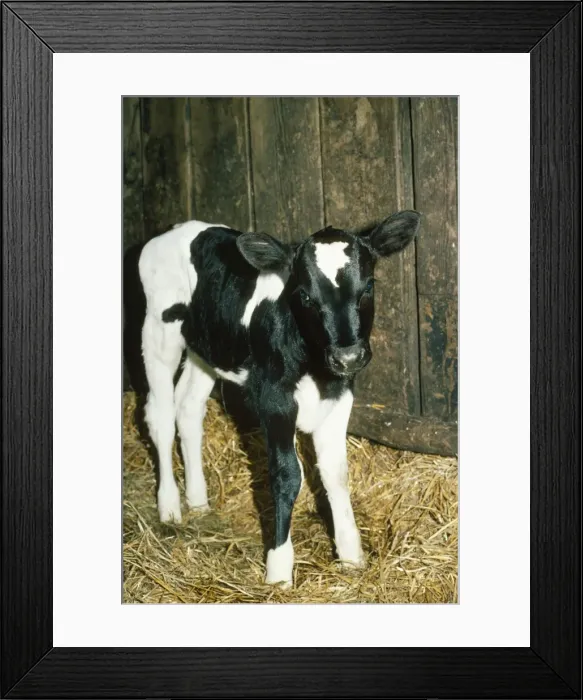 Framed Print : Friesian / Ayrshire Cattle - calf Framed Print : Friesian / Ayrshire Cattle - calf
