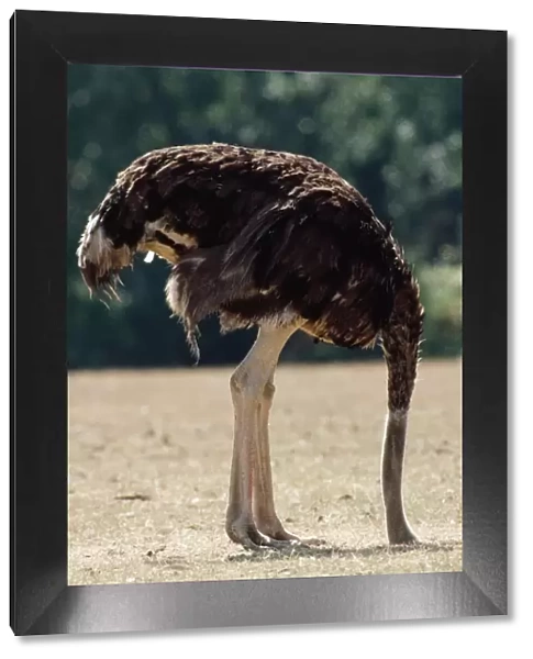Ostrich - with head in sand