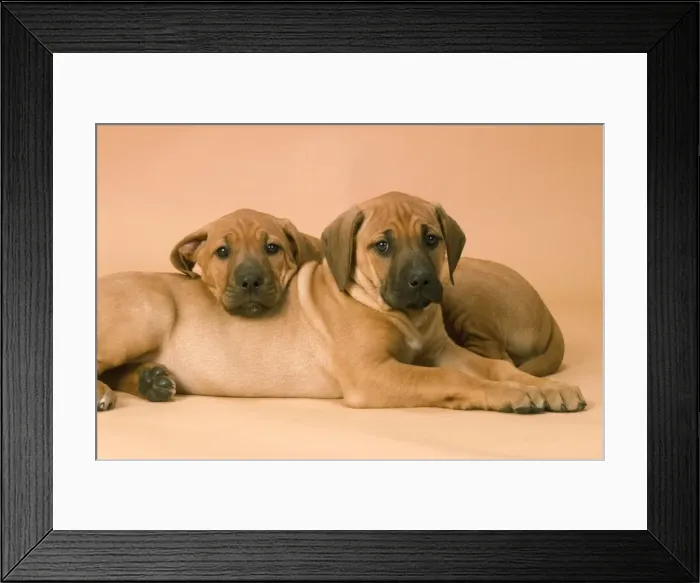 Framed Print : Rhodesian Ridgeback Dog - puppies Framed Print : Rhodesian Ridgeback Dog - puppies