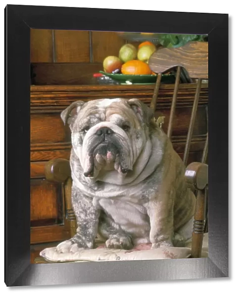 Bulldog. JD-7355. BULLDOG - SITTING ON CHAIR