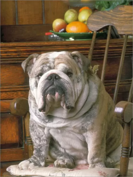 Bulldog. JD-7355. BULLDOG - SITTING ON CHAIR