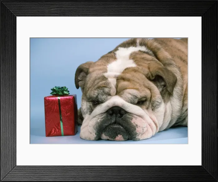Framed Print : Bulldog - with present Framed Print : Bulldog - with present