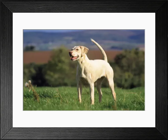Framed Print : Harrier Dog