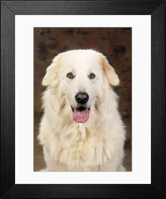Framed Print : Maremma Sheepdog Framed Print : Maremma Sheepdog