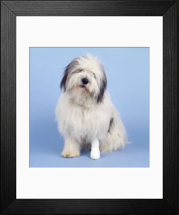 Framed Print : Polish Lowland Sheepdog - with bandaged leg Framed Print : Polish Lowland Sheepdog - with bandaged leg