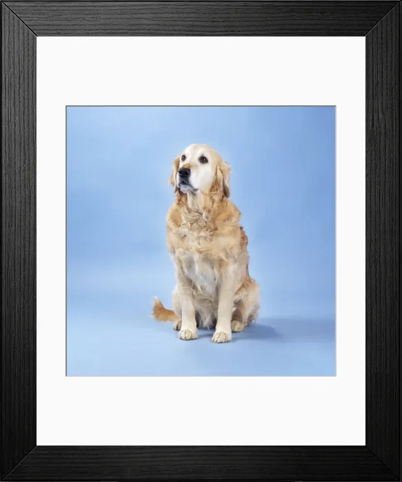 Framed Print : Golden Retriever Dog - old Framed Print : Golden Retriever Dog - old