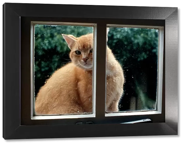Domestic Cat - looking in window through rain
