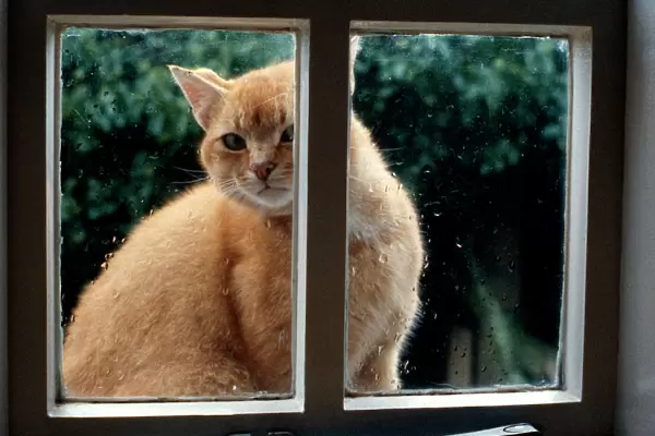 Domestic Cat - looking in window through rain