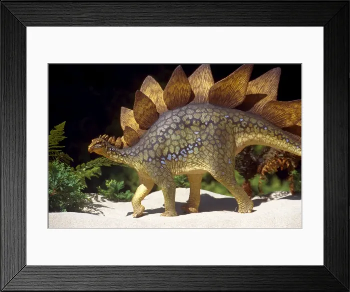 Framed Print : Prehistoric Reconstruction - Stegosauraus Stenops, Jurassic Framed Print : Prehistoric Reconstruction - Stegosauraus Stenops, Jurassic