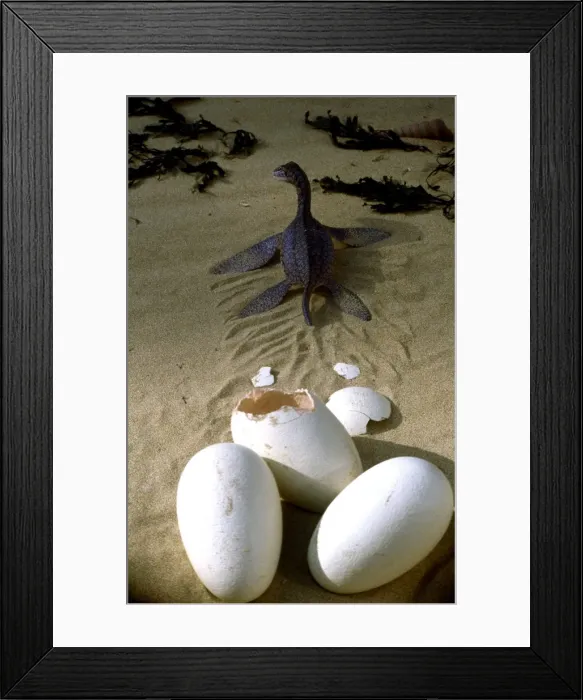 Framed Print : Prehistoric Reconstruction - Hatchling Plesiosaur C. Oxoniensis Late Jurassic Framed Print : Prehistoric Reconstruction - Hatchling Plesiosaur C. Oxoniensis Late Jurassic