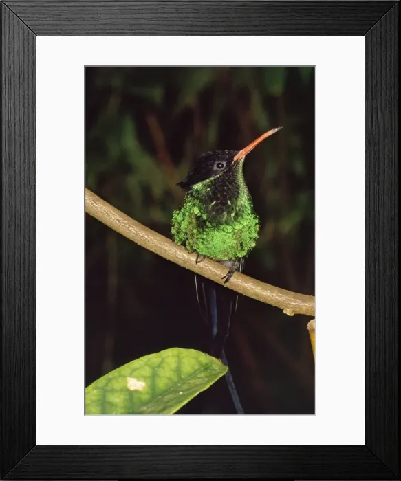 Framed Print : Streammer-tailed Humming Bird Framed Print : Streammer-tailed Humming Bird