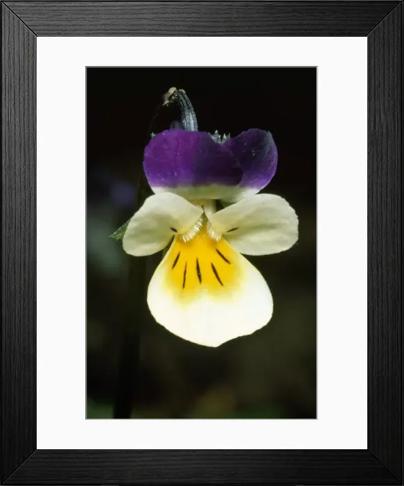 Framed Print : Field Pansy Framed Print : Field Pansy