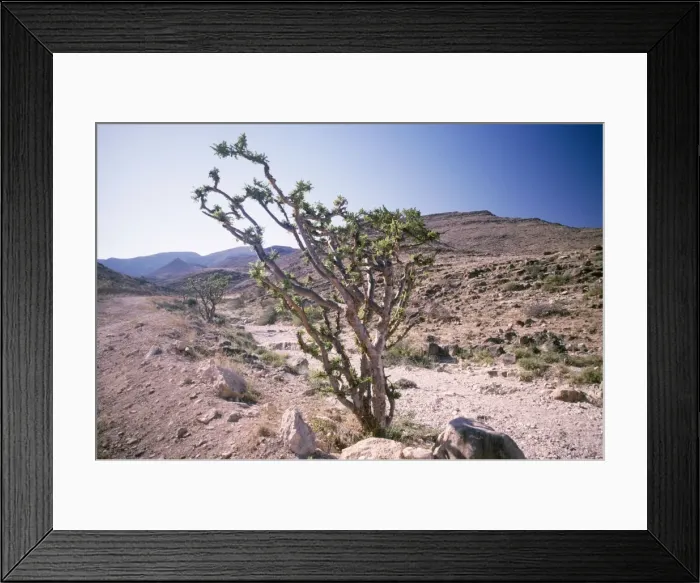 Framed Print : Frankincense Tree Framed Print : Frankincense Tree