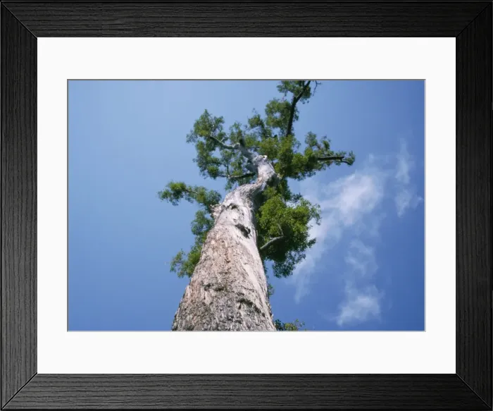 Framed Print : King Jarrah Tree - 47 meters high, 500 years old. Western Australia Framed Print : King Jarrah Tree - 47 meters high, 500 years old. Western Australia