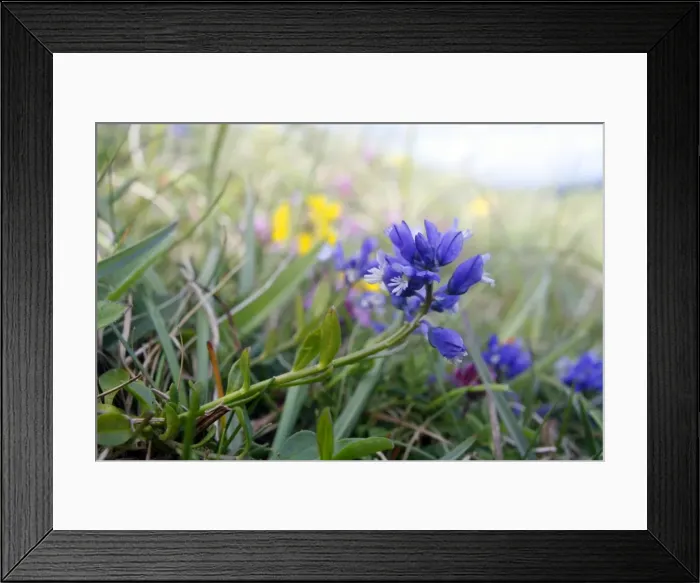 Framed Print : Chalk Milkwort growing on the chalk downland of the North Wessex Downs at Walker's Hill near Alton Barnes, Wiltshire, England Framed Print : Chalk Milkwort growing on the chalk downland of the North Wessex Downs at Walker's Hill near Alton Barnes, Wiltshire, England