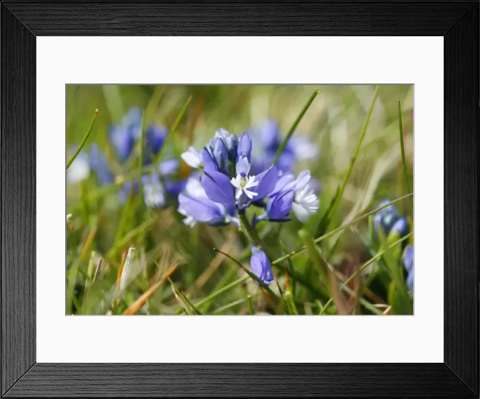 Framed Print : Chalk Milkwort growing on the chalk downland of the North Wessex Downs at Walker's Hill near Alton Barnes, Wiltshire, England