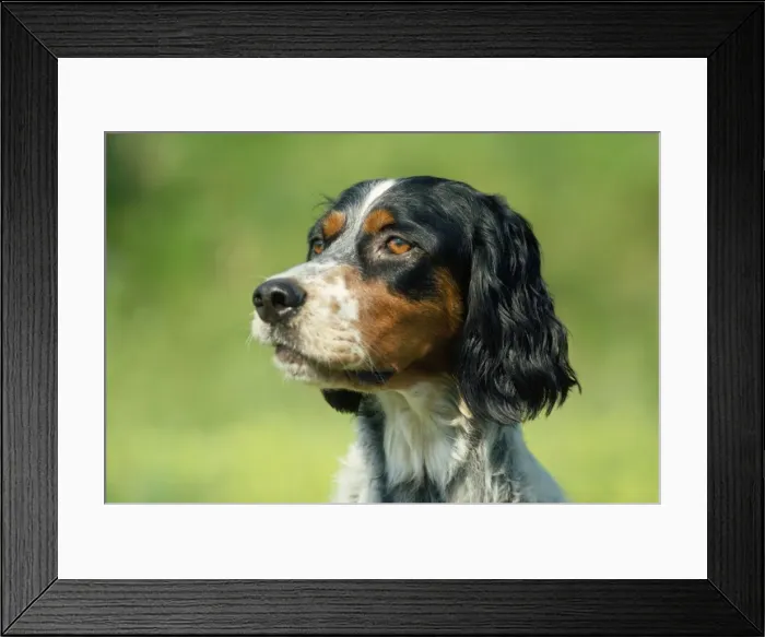Framed Print : English Setter Dog Framed Print : English Setter Dog