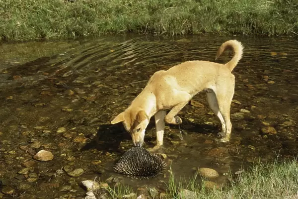 Dingo - Nosing at Echidna in water - Southern New South Wales - Australia JPF17247