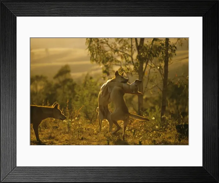 Framed Print : Dingo - Playing - East coast - New South Wales - Australia JPF17250 Framed Print : Dingo - Playing - East coast - New South Wales - Australia JPF17250