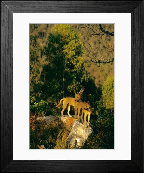 Framed Print : Dingo - Group on rock - East coast - New South Wales - Australia JPF17276 Framed Print : Dingo - Group on rock - East coast - New South Wales - Australia JPF17276