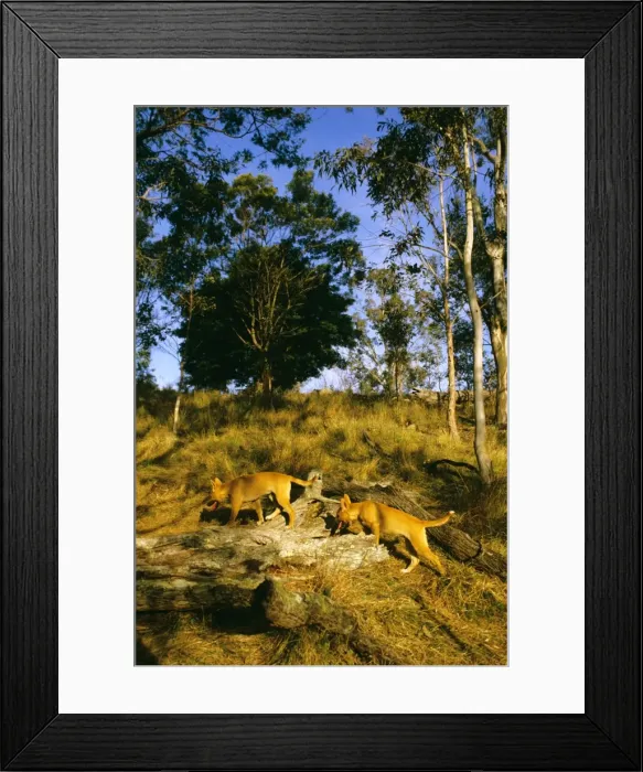 Framed Print : Dingo - Pups - East coast - New South Wales - Australia JPF17281 Framed Print : Dingo - Pups - East coast - New South Wales - Australia JPF17281