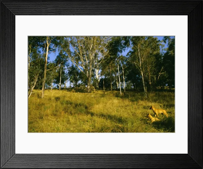 Framed Print : Dingo - Group - East coast - New South Wales - Australia JPF17282 Framed Print : Dingo - Group - East coast - New South Wales - Australia JPF17282