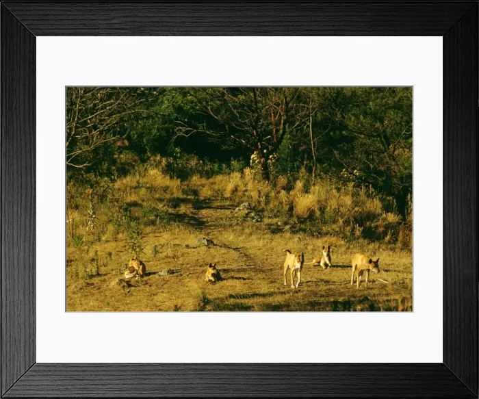 Framed Print : Dingo - Group - Southern New South Wales - Australia JPF17290 Framed Print : Dingo - Group - Southern New South Wales - Australia JPF17290