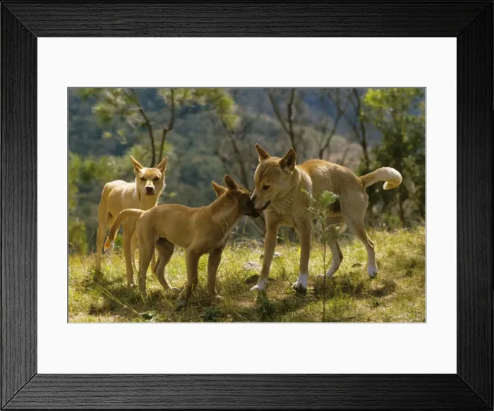 Framed Print : Dingo - Group - Southern New South Wales - Australia JPF17304 Framed Print : Dingo - Group - Southern New South Wales - Australia JPF17304