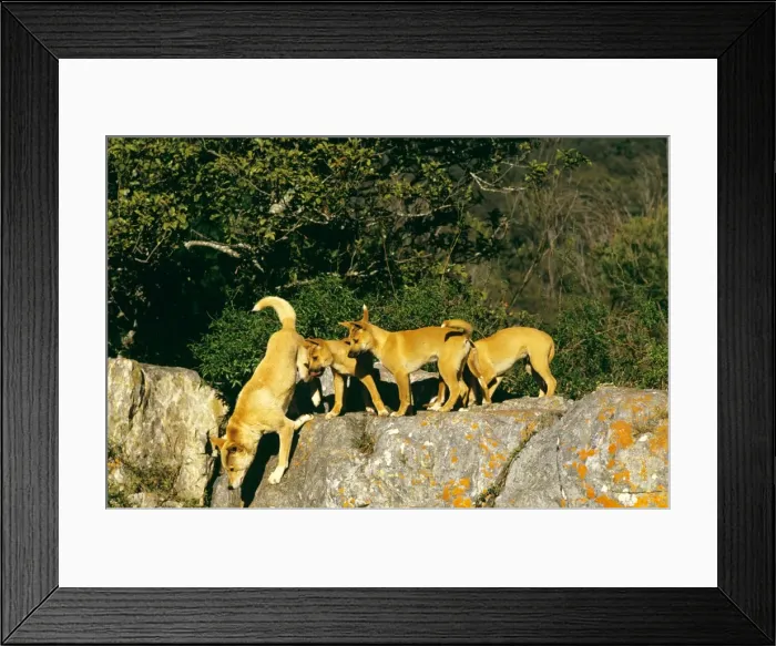 Framed Print : Dingo - Adult with pups - Nadgee Nature Reserve - New South Wales - Australia JPF17305 Framed Print : Dingo - Adult with pups - Nadgee Nature Reserve - New South Wales - Australia JPF17305