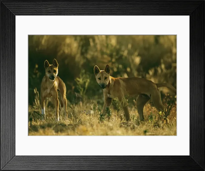 Framed Print : Dingo - Pair - East coast - New South Wales - Australia JPF17315 Framed Print : Dingo - Pair - East coast - New South Wales - Australia JPF17315