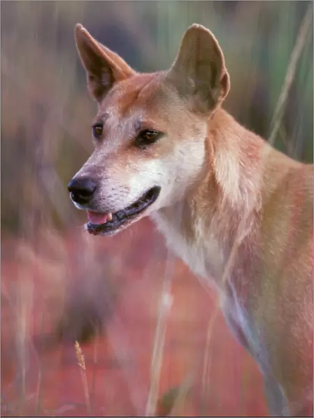 Dingo - Alert with pricked ears - Southern New South Wales - Australia JPF17320