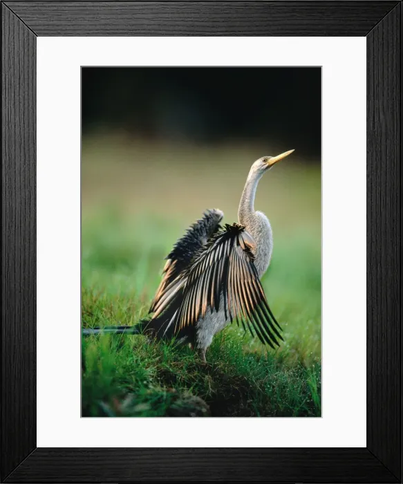 Framed Print : Darter - Drying wings, Kakadu National Park (World Heritage Area), Northern Territory, Australia, New Guinea JPF50921 Framed Print : Darter - Drying wings, Kakadu National Park (World Heritage Area), Northern Territory, Australia, New Guinea JPF50921