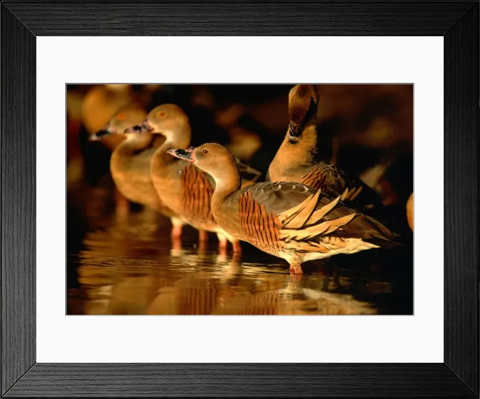 Framed Print : Plumed whistling-duck / Grass whistling-duck - Drinking / bathing, late afternoon, Yellow Water, Kakadu National Park (World Heritage Area), Northern Territory, Australia, N and E Australia JPF50572 Framed Print : Plumed whistling-duck / Grass whistling-duck - Drinking / bathing, late afternoon, Yellow Water, Kakadu National Park (World Heritage Area), Northern Territory, Australia, N and E Australia JPF50572