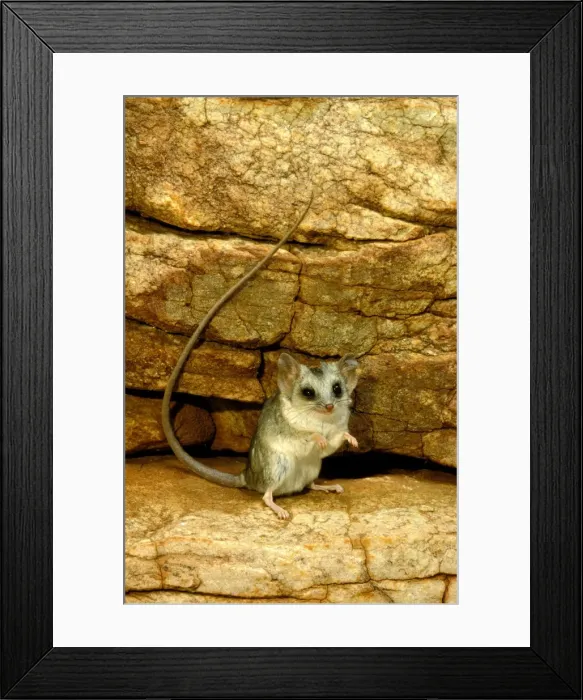 Framed Print : Long-tailed Dunnart - Standing on hind legs - Scattered populations in deserts (rock / sand) of central and Western Australia, Central Australia JPF44542 Framed Print : Long-tailed Dunnart - Standing on hind legs - Scattered populations in deserts (rock / sand) of central and Western Australia, Central Australia JPF44542