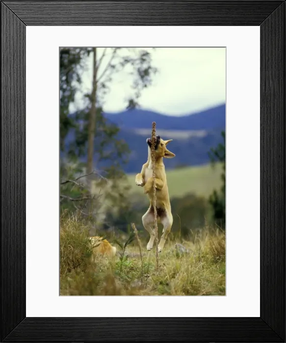 Framed Print : Dingo - Pup playing with a plant - Eastern Australia JPF17485 Framed Print : Dingo - Pup playing with a plant - Eastern Australia JPF17485