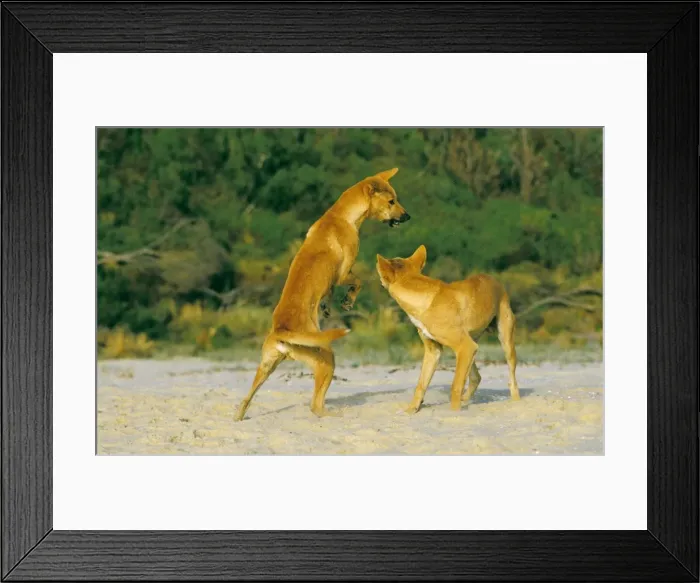 Framed Print : Dingo - Playing - Southern New South Wales - Australia JPF17493 Framed Print : Dingo - Playing - Southern New South Wales - Australia JPF17493