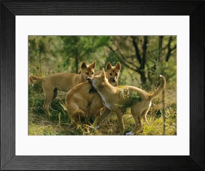 Framed Print : Dingo - Group - East coast - New South Wales - Australia JPF17484 Framed Print : Dingo - Group - East coast - New South Wales - Australia JPF17484
